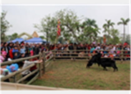 [Photo] Độc đáo hội chọi dê của người Mông tại Làng