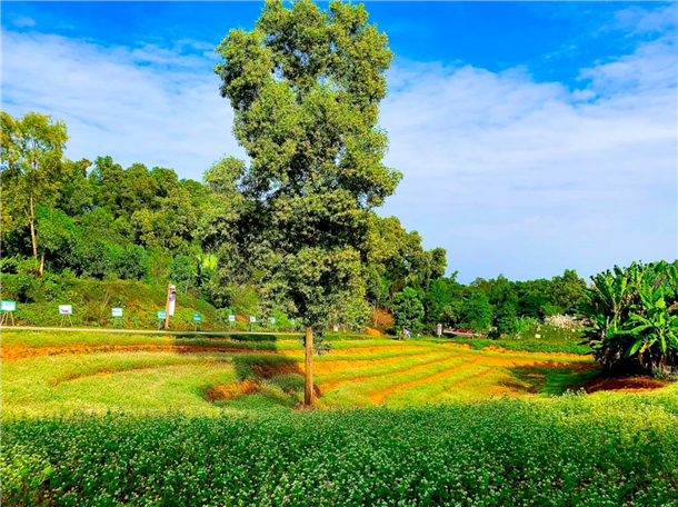 Ngắm hoa tam giác mạch nở rộ tại Làng