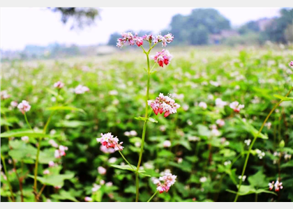 Mùa hoa Tam giác mạch đua nhau kheo sắc tại “Ngôi nhà chung”