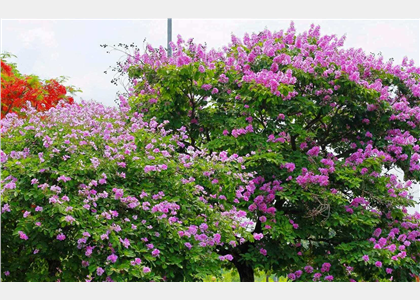 Hoa bằng lăng tím lịm cùng phượng vĩ đỏ thắm thi nhau bung nở rực rỡ tại “Ngôi nhà chung”